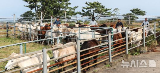 [제주=뉴시스] 우장호 기자 = 절기 '입동'인 7일 오전 제주시 용강동 마(馬) 방목지에서 제주도 축산생명연구원 관계자들이 천연기념물 제347호 제주마의 월동 준비를 하고 있다. 축산생명연구원은 옛 고수목마(古藪牧馬) 재현을 위해 매년 봄부터 제주마를 5·16 도로변 방목지에 풀어 관리하다 겨울이 되면 연구원 내 방목지로 옮긴다. 2025.11.07. woo1223@newsis.com