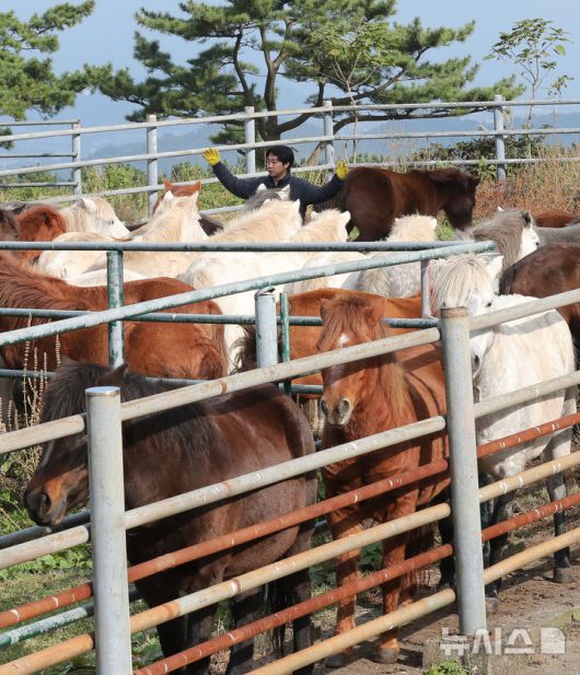 [제주=뉴시스] 우장호 기자 = 절기 '입동'인 7일 오전 제주시 용강동 마(馬) 방목지에서 제주도 축산생명연구원 관계자들이 천연기념물 제347호 제주마의 월동 준비를 하고 있다. 축산생명연구원은 옛 고수목마(古藪牧馬) 재현을 위해 매년 봄부터 제주마를 5·16 도로변 방목지에 풀어 관리하다 겨울이 되면 연구원 내 방목지로 옮긴다. 2025.11.07. woo1223@newsis.com