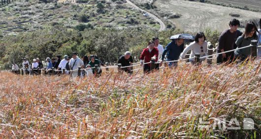 [제주=뉴시스] 우장호 기자 = 포근한 가을 날씨를 보인 16일 오후 제주시 애월읍 새별오름에서 관광객들이 억새를 감상하며 늦가을 정취를 만끽하고 있다.기상청에 따르면 17일부터 찬 대륙고기압의 영향으로 아침 기온이 영하권으로 떨어지는 등 큰 추위가 찾아올 것으로 전망된다. 2025.11.16. woo1223@newsis.com