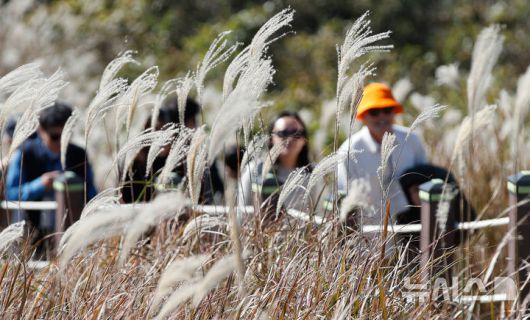 [제주=뉴시스] 우장호 기자 = 포근한 가을 날씨를 보인 16일 오후 제주시 애월읍 새별오름에서 관광객들이 억새를 감상하며 늦가을 정취를 만끽하고 있다.기상청에 따르면 17일부터 찬 대륙고기압의 영향으로 아침 기온이 영하권으로 떨어지는 등 큰 추위가 찾아올 것으로 전망된다. 2025.11.16. woo1223@newsis.com