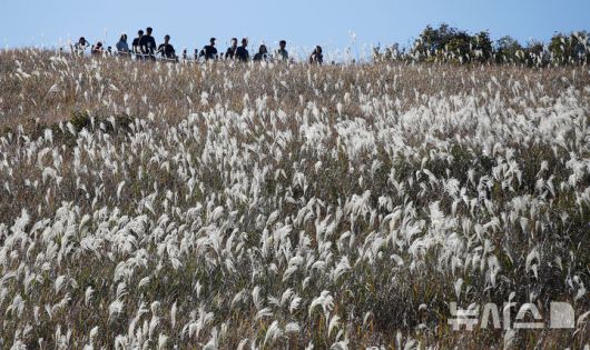 [제주=뉴시스] 우장호 기자 = 포근한 가을 날씨를 보인 16일 오후 제주시 애월읍 새별오름에서 관광객들이 억새를 감상하며 늦가을 정취를 만끽하고 있다.기상청에 따르면 17일부터 찬 대륙고기압의 영향으로 아침 기온이 영하권으로 떨어지는 등 큰 추위가 찾아올 것으로 전망된다. 2025.11.16. woo1223@newsis.com