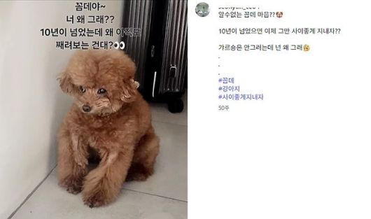 샤이니 키 반려견으로 추정되는 '꼼데'