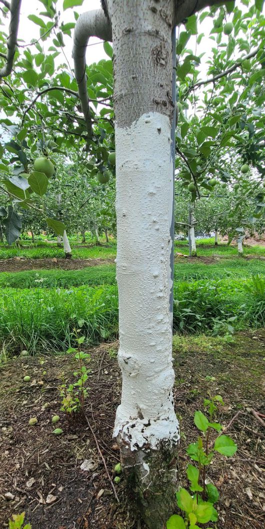 [세종=뉴시스] 농촌진흥청은 페인트 생산 전문 기업 케이씨씨(KCC)와 공동 연구를 통해 과수의 겨울철 언 피해(동해)를 예방할 수 있는 과일나무 전용 흰색 수성페인트를 개발했다고 7일 밝혔다. 사진은 사과 나무에 과수전용 흰색페인트를 칠한 모습. (사진=농진청 제공) 2025.01.07. photo@newsis.com *재판매 및 DB 금지