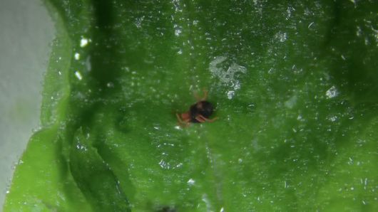 [고성=뉴시스] 시금치 재배지 보리응애 모습. (사진=고성군 제공) 2026.01.07.  photo@newsis.com *재판매 및 DB 금지