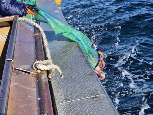 [부산=뉴시스] 한국수산자원공단 동해본부가 30일 강원도 고성군 저도어장 해역에 어미 대문어 2.9t(135마리)을 첨가하고 있다. (사진=한국수산자원공단 제공) 2025.12.30. photo@newsis.com *재판매 및 DB 금지