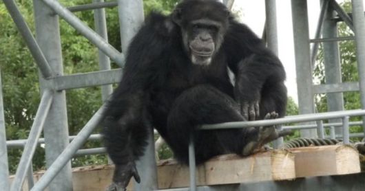 [뉴시스] 암컷 침팬지 '아이(アイ)' (사진 = 교토대 누리집 캡처) 2026.01.11. *재판매 및 DB 금지