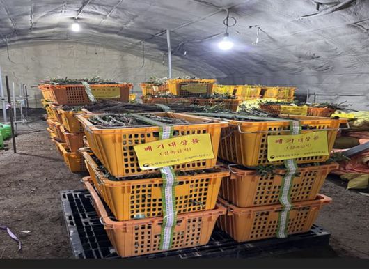 [세종=뉴시스] 농림축산검역본부는 수입이 허용되지 않은 중국산 농산물을 역대 최대 규모로 불법 수입한 일당을 적발했다고 12일 밝혔다. 사진은 중국산 사과묘목(수입금지품) 적발 관련. (사진=검역본부 제공) 2026.01.12. photo@newsis.com *재판매 및 DB 금지