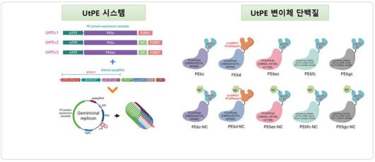 [진주=뉴시스]경상국립대 김재연 교수의 'UtPE 기술의 모식도'.(사진=경상국립대 제공).2026.01.12.photo@newsis.com *재판매 및 DB 금지