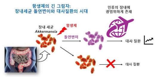 [서울=뉴시스] 김희남 교수 연구팀의 연구 모식도. (사진=고려대 제공) 2026.01.12. photo@newsis.com *재판매 및 DB 금지