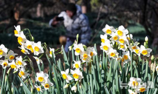 [제주=뉴시스] 우장호 기자 = 맑은 날씨를 보인 13일 오전 제주시 한림읍 한림공원 내에 수선화가 활짝 피어나 관람객들의 시선을 사로 잡고 있다. 2026.01.13. woo1223@newsis.com