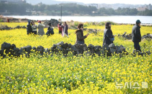 [서귀포=뉴시스] 우장호 기자 = 맑은 날씨를 보인 14일 오후 제주 서귀포시 성산일출봉 광치기해변 인근에 유채꽃이 활짝 피어나 때이른 봄 정취를 자아내고 있다.기상청에 따르면 제주지역은 15~16일 낮 최고기온이 16도 안팎으로 오르며 포근한 날씨를 보일 것으로 전망된다. 2026.01.14. woo1223@newsis.com