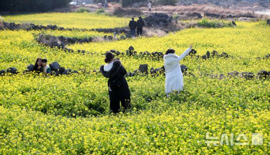 [서귀포=뉴시스] 우장호 기자 = 맑은 날씨를 보인 14일 오후 제주 서귀포시 성산일출봉 광치기해변 인근에 유채꽃이 활짝 피어나 때이른 봄 정취를 자아내고 있다.기상청에 따르면 제주지역은 15~16일 낮 최고기온이 16도 안팎으로 오르며 포근한 날씨를 보일 것으로 전망된다. 2026.01.14. woo1223@newsis.com