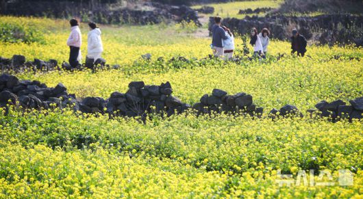 [서귀포=뉴시스] 우장호 기자 = 맑은 날씨를 보인 14일 오후 제주 서귀포시 성산일출봉 광치기해변 인근에 유채꽃이 활짝 피어나 때이른 봄 정취를 자아내고 있다.기상청에 따르면 제주지역은 15~16일 낮 최고기온이 16도 안팎으로 오르며 포근한 날씨를 보일 것으로 전망된다. 2026.01.14. woo1223@newsis.com