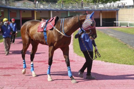 [서울=뉴시스]경주마 아이엠짱. (사진=한국마사회 제공)