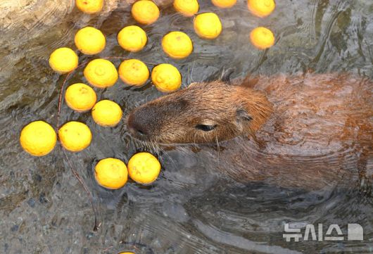 [용인=뉴시스] 김종택 기자 = 15일 경기 용인시 에버랜드에서 카피바라가 온천욕을 하며 겨울을 즐기고 있다. 2026.01.15. jtk@newsis.com