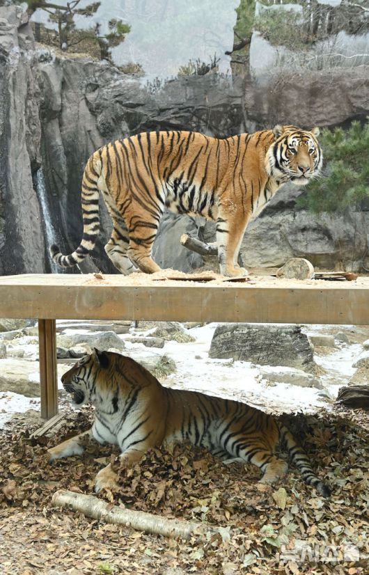 [용인=뉴시스] 김종택 기자 = 15일 경기 용인시 에버랜드 타이거 밸리에서 한국호랑이 다운이와 나라가 낙엽 이불에 앉아 겨울을 즐기고 있다. 2026.01.15. jtk@newsis.com