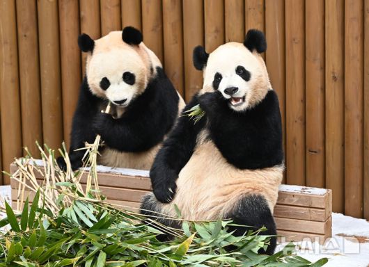 [용인=뉴시스] 김종택 기자 = 15일 경기 용인시 에버랜드에서 쌍둥이 판다 루이바오와 후이바오가 먹이를 먹으며 겨울을 즐기고 있다. 2026.01.15. jtk@newsis.com