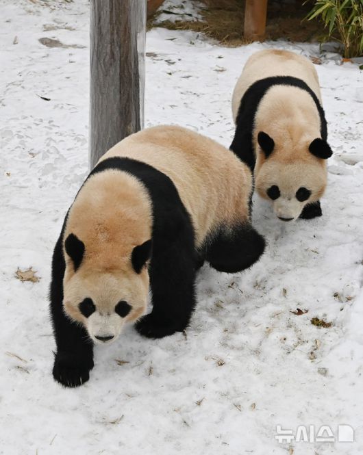 [용인=뉴시스] 김종택 기자 = 15일 경기 용인시 에버랜드에서 쌍둥이 판다 루이바오와 후이바오가 눈밭을 걸으며 겨울을 즐기고 있다. 2026.01.15. jtk@newsis.com