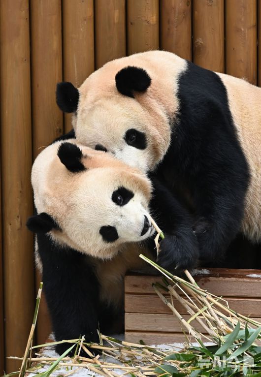 [용인=뉴시스] 김종택 기자 = 15일 경기 용인시 에버랜드에서 쌍둥이 판다 루이바오와 후이바오가 먹이를 먹으며 겨울을 즐기고 있다. 2026.01.15. jtk@newsis.com