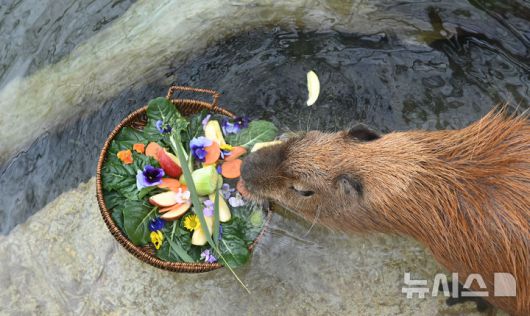 [용인=뉴시스] 김종택 기자 = 15일 경기 용인시 에버랜드에서 카피바라가 온천욕을 하며 겨울을 즐기고 있다. 2026.01.15. jtk@newsis.com