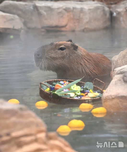 [용인=뉴시스] 김종택 기자 = 15일 경기 용인시 에버랜드에서 카피바라가 온천욕을 하며 겨울을 즐기고 있다. 2026.01.15. jtk@newsis.com