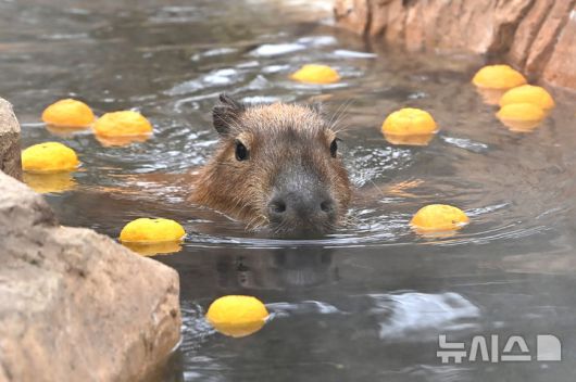 [용인=뉴시스] 김종택 기자 = 15일 경기 용인시 에버랜드에서 카피바라가 온천욕을 하며 겨울을 즐기고 있다. 2026.01.15. jtk@newsis.com