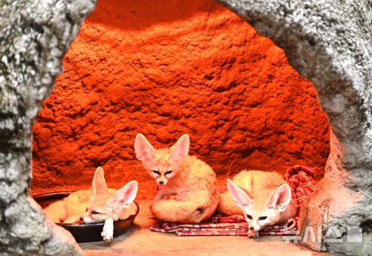 [용인=뉴시스] 김종택 기자 = 15일 경기 용인시 에버랜드에서 사막여우가 열등기구에 앉아 추위를 피하고 있다. 2026.01.15. jtk@newsis.com