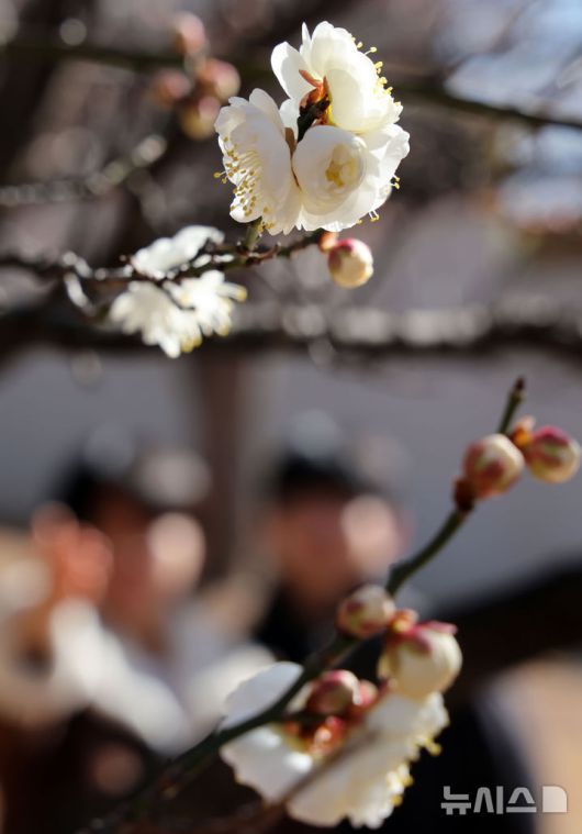 [부산=뉴시스] 하경민 기자 = 포근한 날씨를 보인 16일 부산 남구 동명대학교에서 학생들이 꽃망울을 터트린 '봄의 전령' 매화를 구경하고 있다. 2026.01.16. yulnetphoto@newsis.com