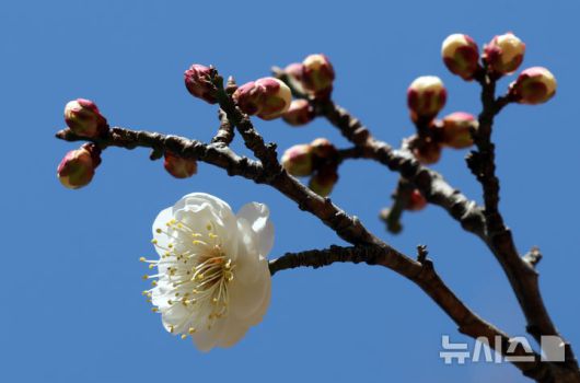 [부산=뉴시스] 하경민 기자 = 포근한 날씨를 보인 16일 부산 남구 동명대학교에서 '봄의 전령' 매화가 꽃망울을 터트려 눈길을 사로잡고 있다. 2026.01.16. yulnetphoto@newsis.com
