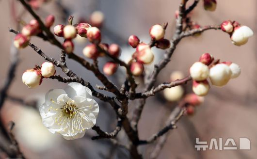 [부산=뉴시스] 하경민 기자 = 포근한 날씨를 보인 16일 부산 남구 동명대학교에서 '봄의 전령' 매화가 꽃망울을 터트려 눈길을 사로잡고 있다. 2026.01.16. yulnetphoto@newsis.com