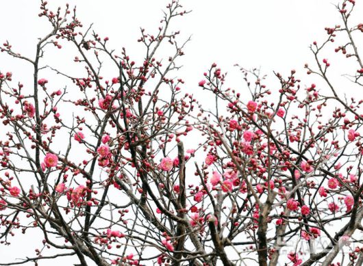 [부산=뉴시스] 하경민 기자 = 일년 중 가장 춥다는 '대한'(大寒)을 하루 앞둔 19일 부산 남구 유엔기념공원에서 '봄의 전령' 홍매화가 꽃망울을 터트려 눈길을 사로잡고 있다. 2026.01.19. yulnetphoto@newsis.com