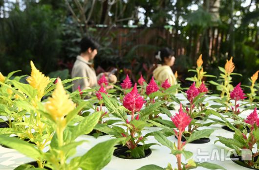 [수원=뉴시스] 김종택 기자 = 강추위가 이어지고 있는 23일 경기 수원시 국립농업박물관을 찾은 시민들이 가벼운 옷차림으로 식물원 내 온실을 둘러보고 있다.기상청은 이날 충청과 남부지방에 내려진 한파특보가 일부 해제되는 등 동장군 기세가 다소 누그러지겠다고 예보했다. 2026.01.23. jtk@newsis.com