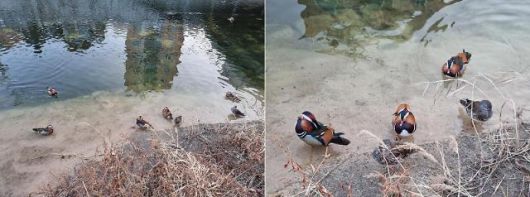 갤럭시S21 광각 카메라(좌)와 망원 카메라(우)로 촬영한 사진.