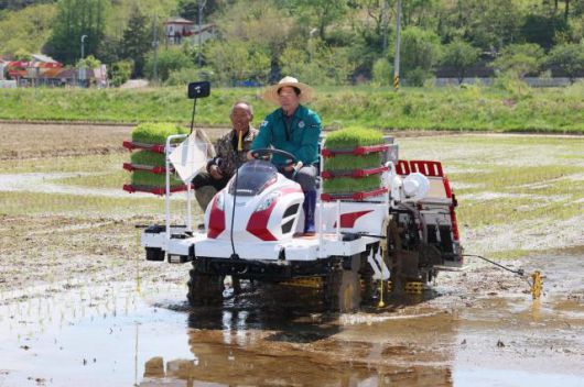 동해시 2025년 첫 모내기. [사진=동해시]