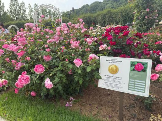 [사진=김다이 기자]