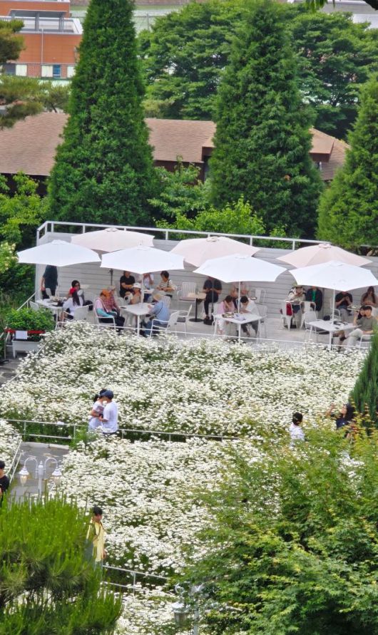 도레 빌리지를 가득 채운 사람들. 데이지꽃을 배경으로 사진 촬영을 하고 커피를 마시며 시간을 보내고 있다. [사진=기수정 기자]