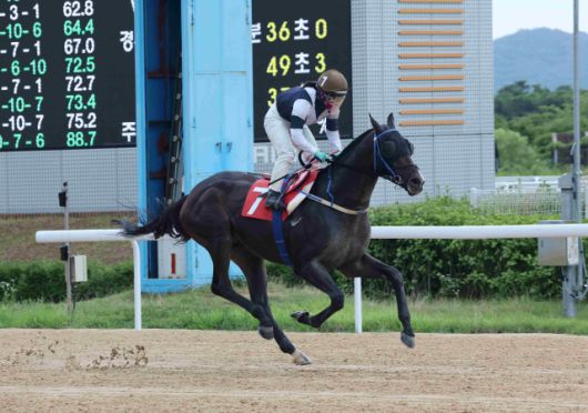 스피드영(24년6월30일 오너스컵 우승모습)[사진=렛츠런파크 부산경남]
