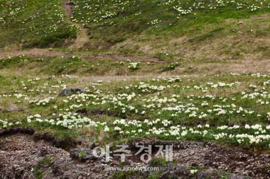 6월 28일 백두산 서파의 야생화. AJP 한준구 사진기자