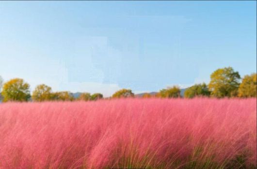 핑크뮬리 군락. [사진=김규남 기자]