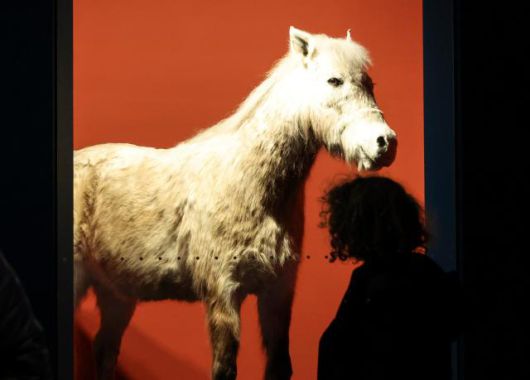 Visitors view exhibits at a special exhibition marking the Year of the Red Horse, The Famous Feast of the Horse, at the National Folk Museum of Korea in Jongno-gu, Seoul, on Jan. 5. 2026. AJP Yoo Na-hyun