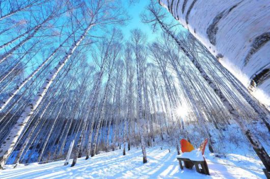 Snow blankets the Wondae-ri Birch Forest in Inje County, Gangwon Province, on Jan. 11, 2026. Yonhap