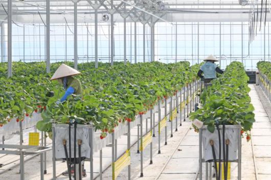 딸기 스마트팜에서 외국인 근로자 계절근로자가 일을 하고 있다.[사진=임실군]