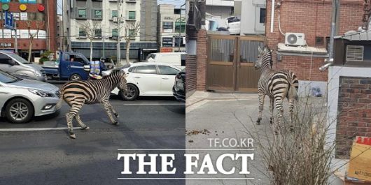 서울어린이공원에서 탈출한 얼룩말 '세로'가 서울 광진구 자양동 인근 주택가를 활보하고 있다. /온라인 커뮤니티 캡처