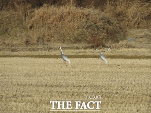 후평리로 날아온 재두루미 한 쌍./김포시
