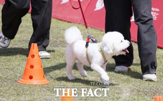 지난해 5월 열린 '반려동물 사랑나눔축제'에 참가한 반려동물 모습./안양시