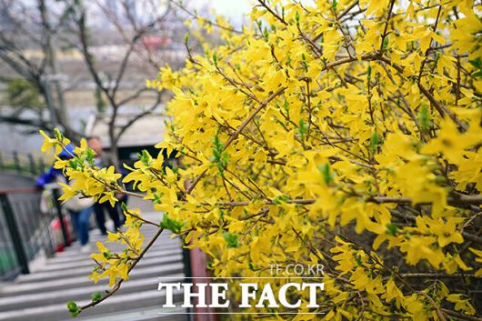 봄 맞이 나온 상춘객들./남윤호 기자