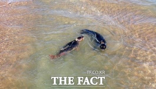 지난해 10월 충남 서산·태안 가로림만에서 방류한 점박이물범 '봄'이와 '양양'이 /충남도