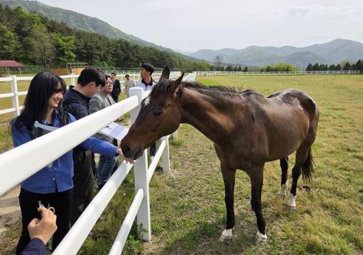 유니콘이 취재진이 내민 먹이를 받아 먹고 있다. 유니콘은 장수목장 말 요양소에서 몸과 마음의 건강을 회복한 듯 보였다. /장수=공동취재단