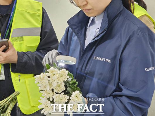 검역관들은 국화절화 총 수량 22만본 중 1200본 이상 샘플을 채취해 나비목 유충 등 해충이 없는지 육안으로 꼼꼼하게 살펴보고 있다./인천=박은평 기자