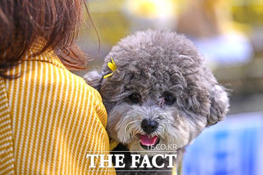 우선 이 후보는 반려동물 양육비 부담 완화를 주요 과제로 제시했다. 그는 "동물 병원비가 월평균 양육비의 40%에 이른다"며 "경제적 부담이 큰 만큼 표준수가제를 도입하고, 표준 진료 절차를 마련해 진료비 부담을 낮추겠다"고 강조했다. /남윤호 기자